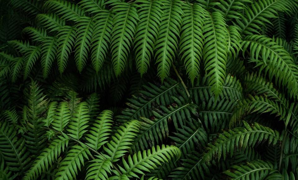 Woodwardia radicans fern in Valle delle Ferriere